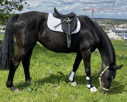 Pferd Felicitad (Westfale, 2000, von Sir Schölling)