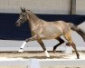 dressage horse Mai Melodie (German Riding Pony, 2019, from Kastanienhof Donnertrommler)