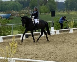 dressage horse Sir Romino MM (Hanoverian, 2017, from Schwarzgold)