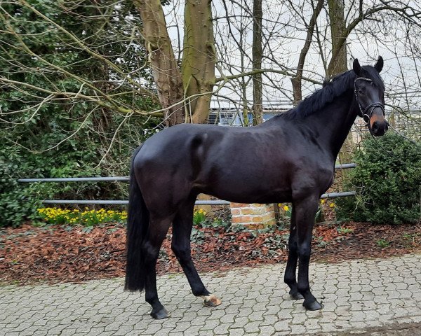 jumper Chocorado (Oldenburg show jumper, 2019, from Conthargos)