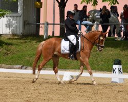 dressage horse Bagono (German Warmblood, 2019, from Chateau 34)