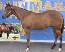 Pferd Miss Rattle Snake (Appaloosa, 2011)