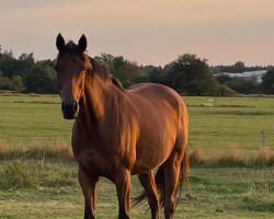 broodmare Ballymacmoy Girl (Thoroughbred, 2015, from Black Sam Bellamy xx)