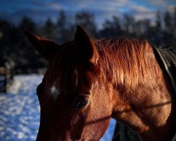 broodmare Bonne Amie (Oldenburg, 2012, from Belissimo NRW)