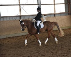 dressage horse Wohld Oakland (Welsh-Cob (Sek. D), 2012, from Danaway Orlando)