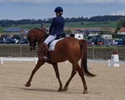 dressage horse Davide 8 (Württemberger, 2013, from Destano)