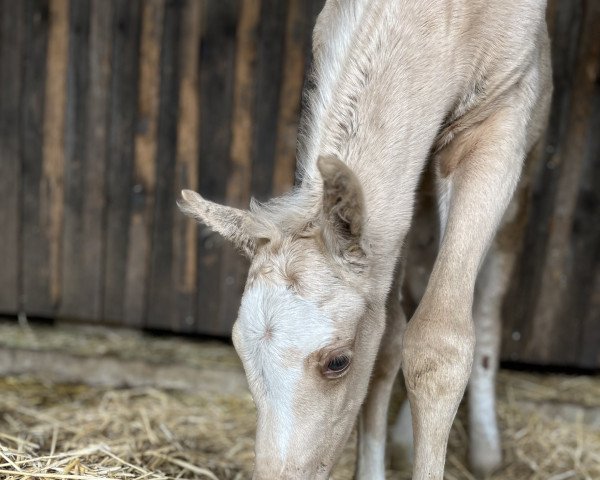 Springpferd Cinderella Mk (Deutsches Reitpony, 2023, von Cadlanvalley Sir Ivanhoe)