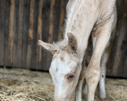 jumper Cinderella Mk (German Riding Pony, 2023, from Cadlanvalley Sir Ivanhoe)