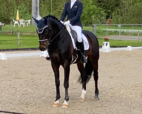 dressage horse Flaconi Royal (Westphalian, 2012, from Franziskus FRH)