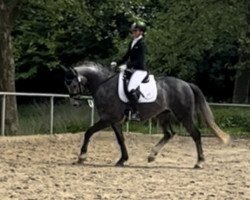 dressage horse a fine boy (Westphalian, 2019, from A La Carte NRW)