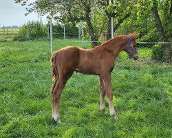 Springpferd Captain Sausewind (Holsteiner, 2023, von Cascadello)