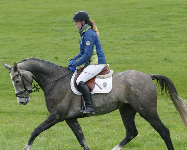 horse Hairena (Trakehner, 2018, from Eisfreund)