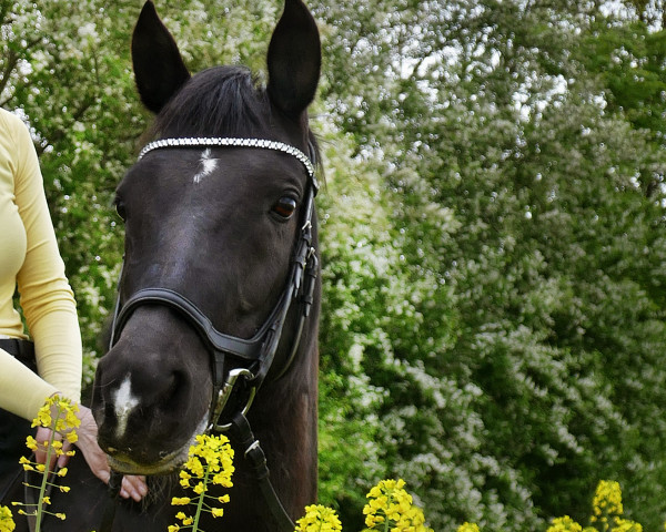 broodmare Ebony (Holsteiner, 2012, from Casquetto)