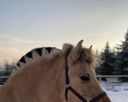 broodmare Dasty (Fjord Horse, 2010, from Eldon)