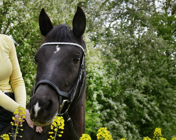 horse Ebony (Hispano, 2011)