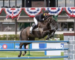 Springpferd Billy Guilder (Anglo Europäisches Sportpferd, 2009, von Billy Congo)