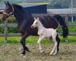 dressage horse Glossy Delight (German Riding Pony, 2023, from Gold Garant)