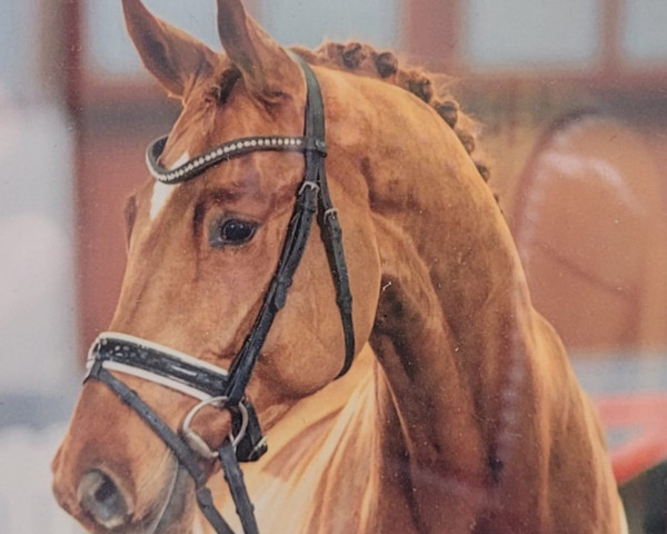dressage horse Flavius 62 (Hanoverian, 2017, from Franziskus FRH)