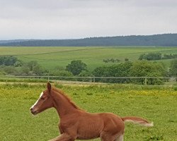 Dressurpferd RM CakePop (Deutsches Reitpony, 2023, von DSP Cosmo Royale)