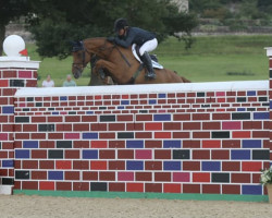 jumper Billy Angelette (anglo european sporthorse, 2010, from Tangelo van de Zuuthoeve)