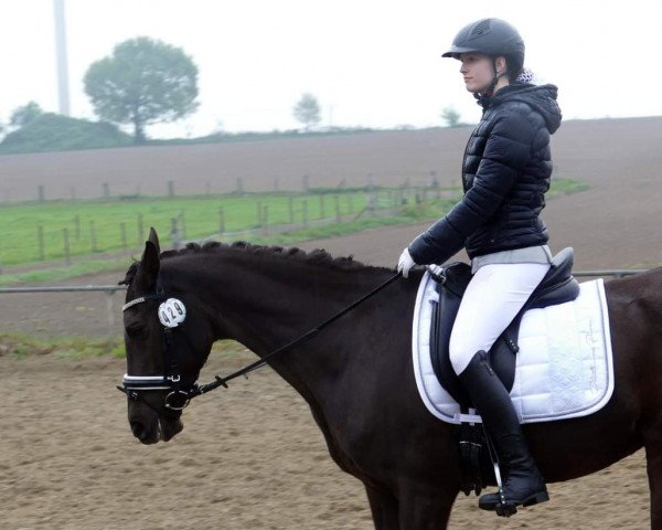 dressage horse Fiadora (Portuguese Sporthorse, 2001)