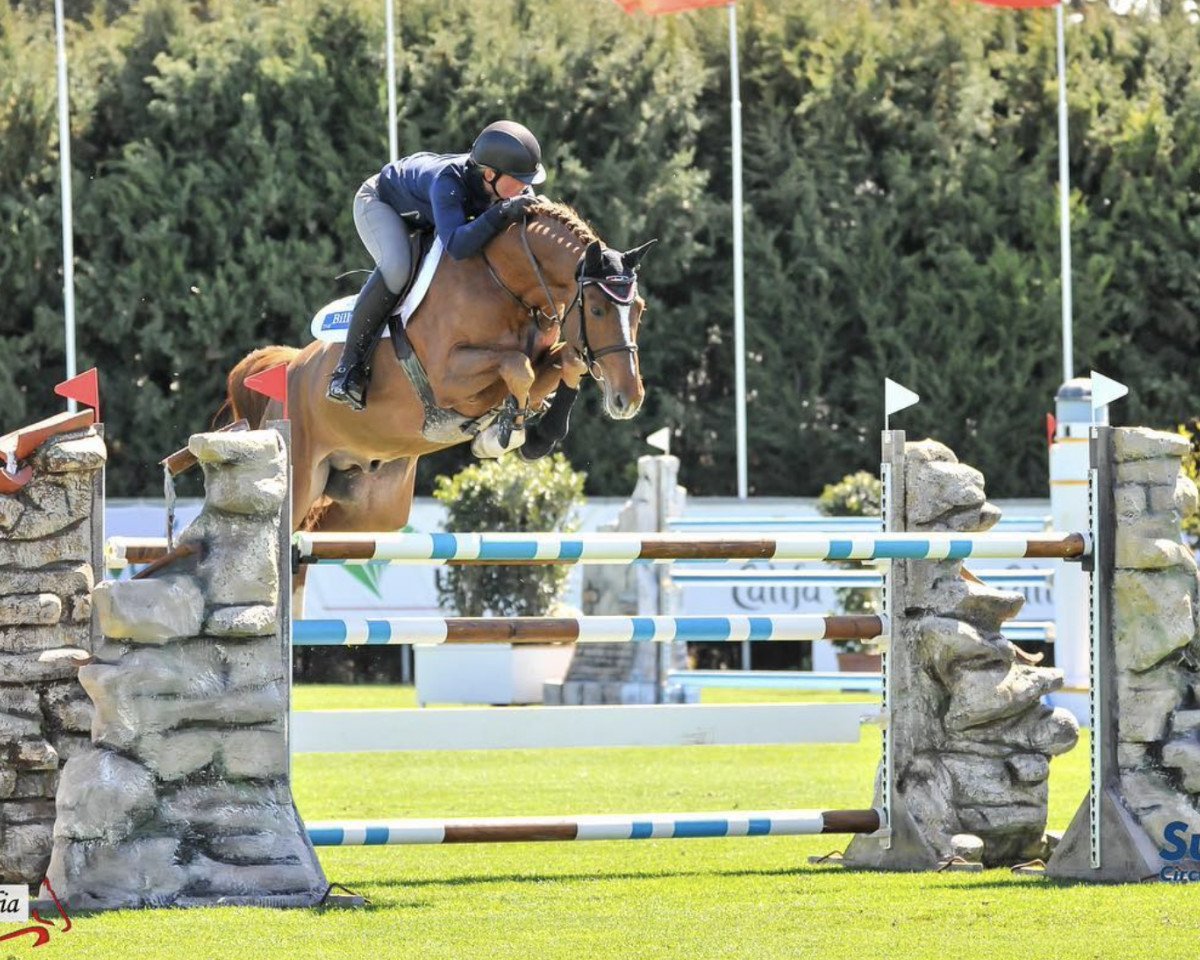 jumper Billy Tudor (anglo european sporthorse, 2011, from Cevin Z)