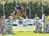 jumper Billy Tudor (anglo european sporthorse, 2011, from Cevin Z)