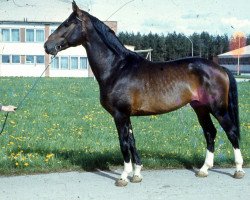 Deckhengst Vanduss (Lettisches Warmblut, 1986, von Vāgners)