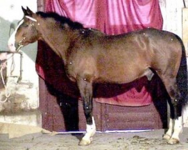 stallion Edgard de Chalusse (Selle Français, 1992, from Stew Boy)