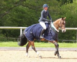 jumper Billy Olga (anglo european sporthorse, 2014, from Billy Congo)