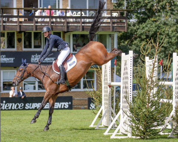 jumper Billy Alexis (anglo european sporthorse, 2014, from Billy Congo)