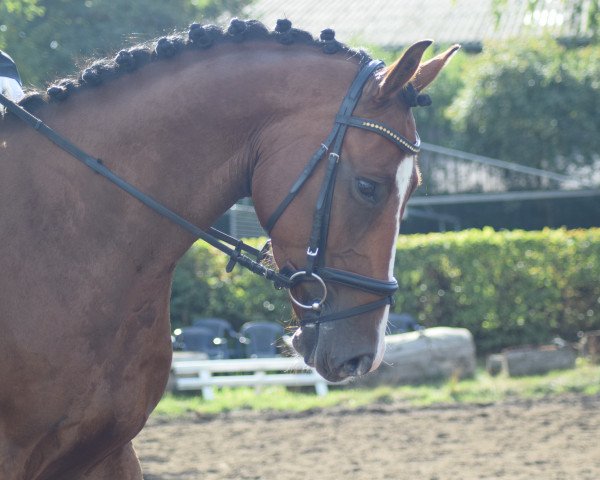 jumper Luca del Lordanos (Oldenburg, 2013, from Lordanos)