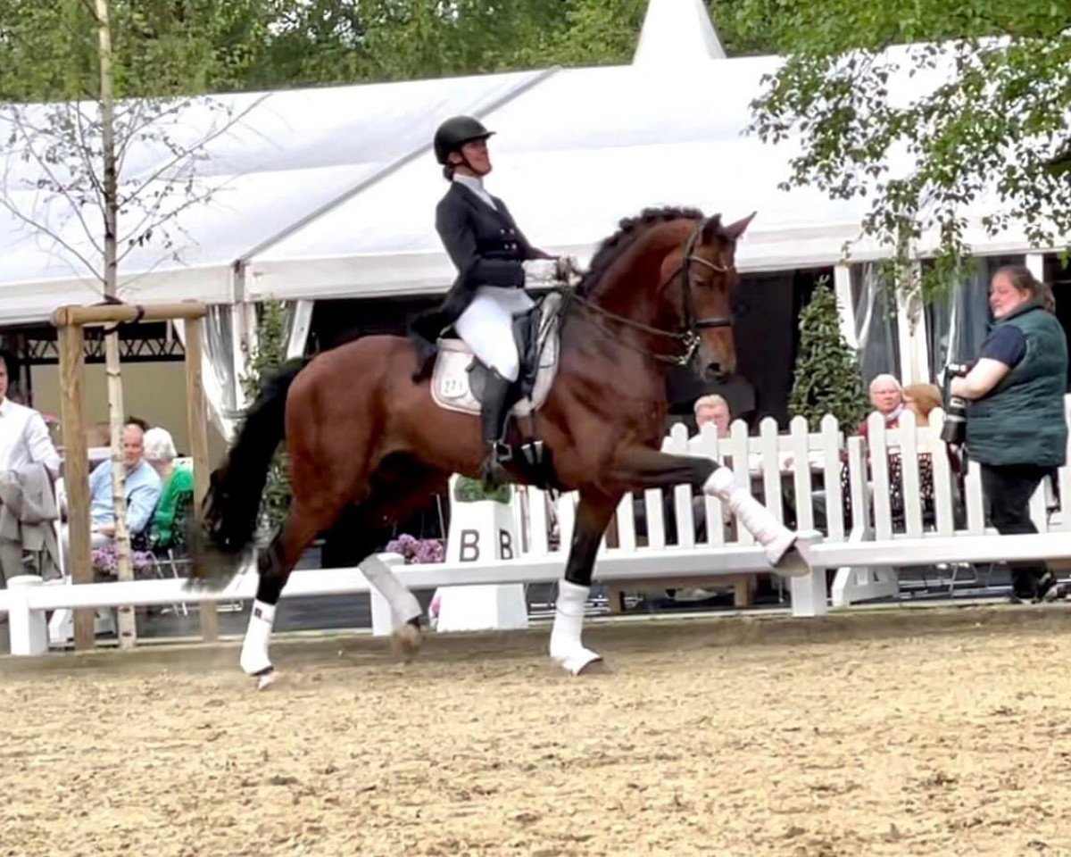 stallion Lasogga S (Hanoverian, 2012, from Lord Loxley I)