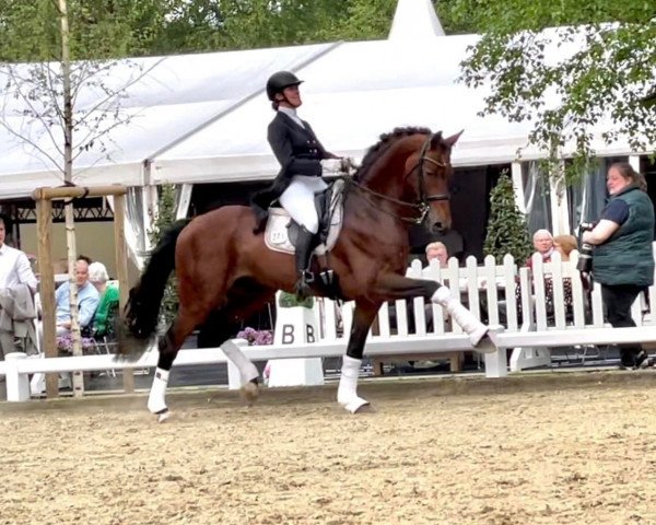 stallion Lasogga S (Hanoverian, 2012, from Lord Loxley I)