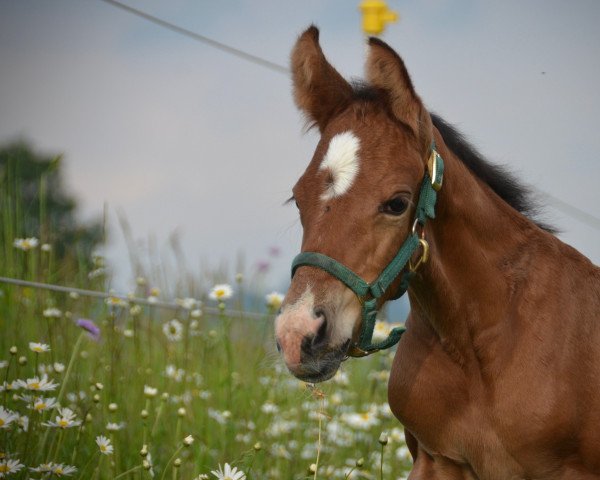 Springpferd Crosby von Herzwil CH (Schweizer Warmblut, 2023, von Croesus)