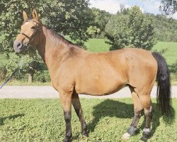 broodmare Cayenne IV CH (Swiss Warmblood, 1993, from Coeur de Nuit)