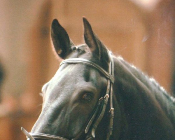 stallion Dantos (Saxony-Anhaltiner, 1999, from Dusold)