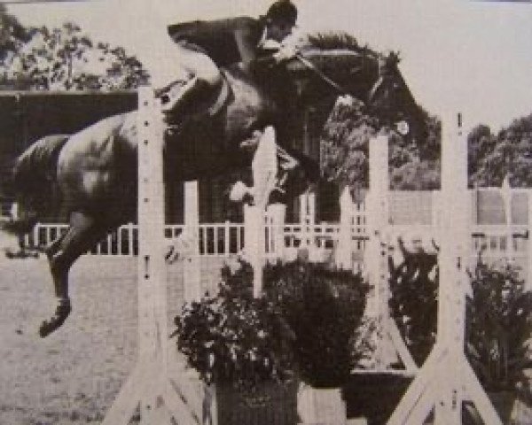 stallion Forseti xx (Thoroughbred, 1970, from Carlemont xx)