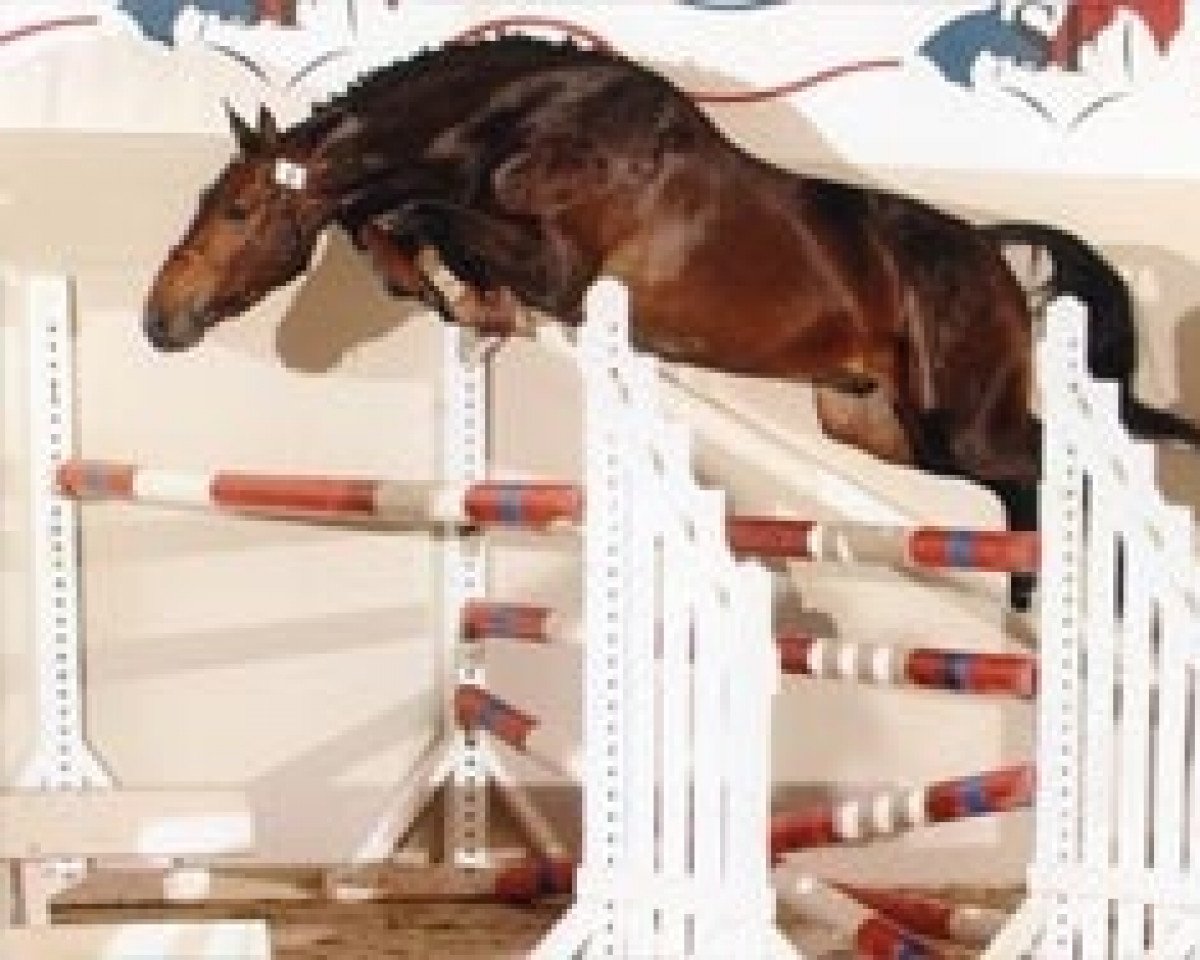 jumper Narkos de Preuilly (Selle Français, 2001, from Drakkar des Hutins)
