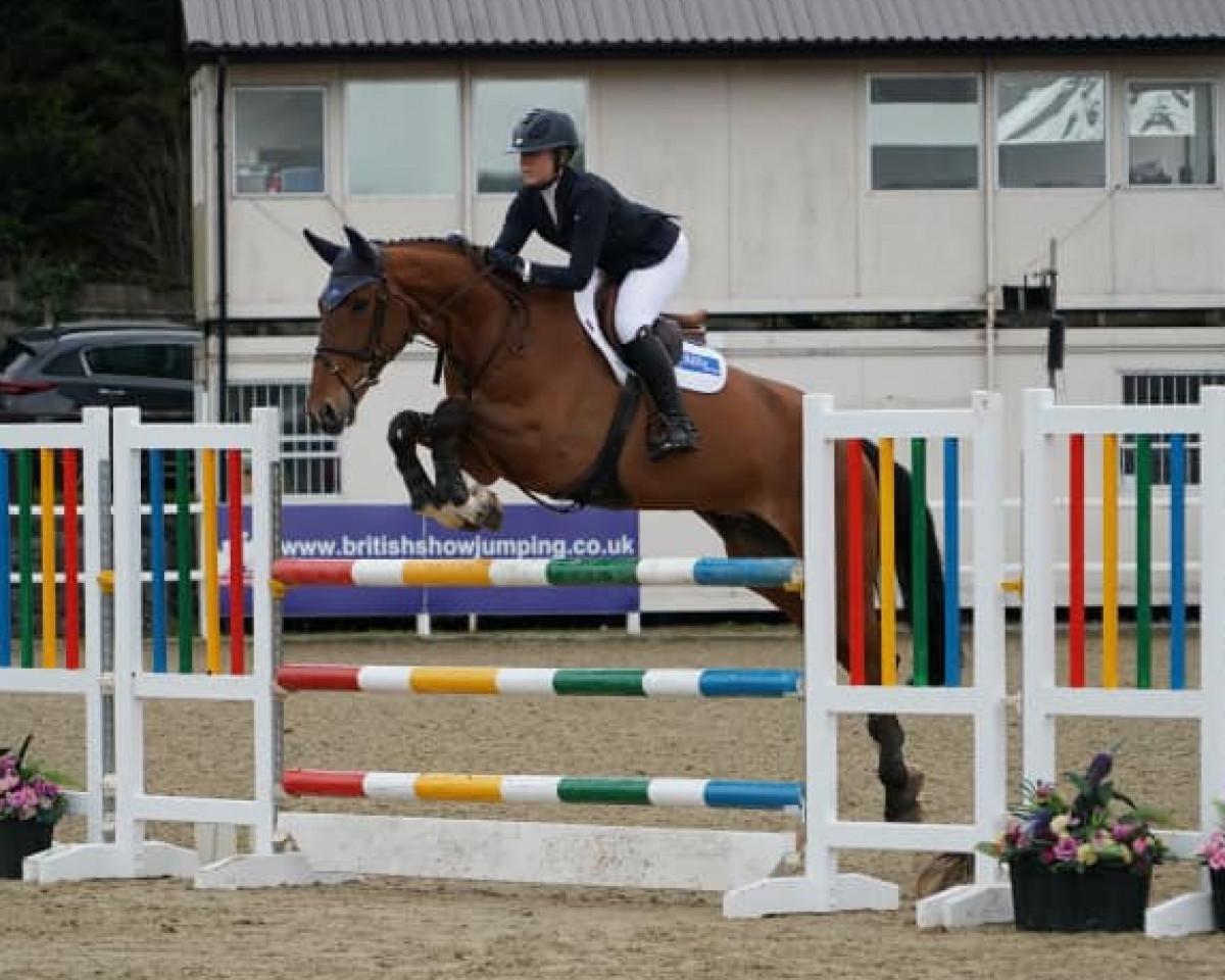 jumper Punch D'Anvers (anglo european sporthorse, 2017, from Billy Tudor)
