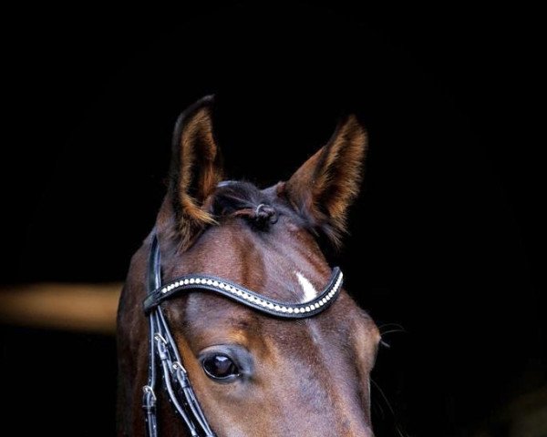 eventing horse Farouche Folie (Westphalian, 2016, from Fleury)