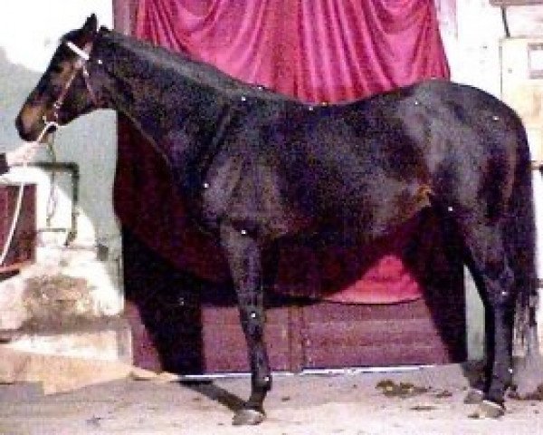 stallion Bulington xx (Thoroughbred, 1992, from Sicyos xx)