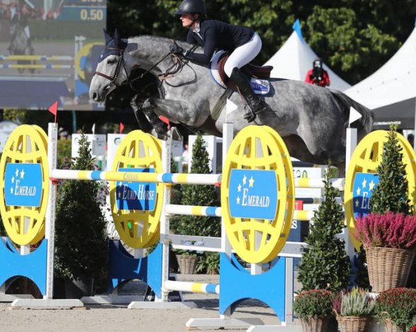 jumper Billy Etna (anglo european sporthorse, 2015, from Billy Congo)