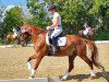 dressage horse Diamant 600 (German Riding Pony, 2014, from Dreidimensional AT NRW)