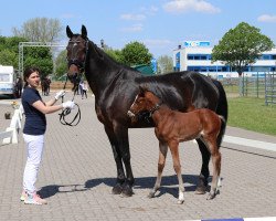 broodmare Pearl of Passion 2 (Westphalian, 2005, from Pontifex)