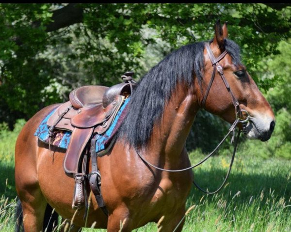 Pferd Herkules (Schlesier, 2019)