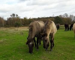 broodmare Nadja vom Radenbach (Duelmener, 2011, from Findus v. Radenbach)