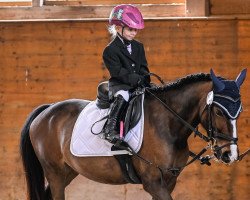 dressage horse Stella Lxviii (Welsh-Pony (Section B), 2015, from Unbekannt PONY)