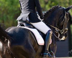 dressage horse Regenbogen MAL (Anglo-Arabs, 2013)