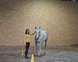 dressage horse Rebels Blaze (Irish Sport Horse, 2010, from Rebel Mountain)